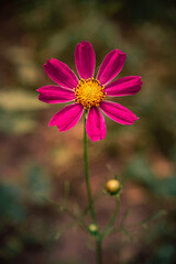 Garden flower