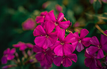 Garden flower