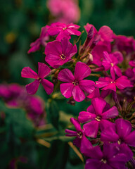 Garden flower