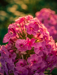 Garden flower