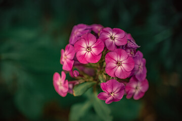 Fototapeta na wymiar Garden flower