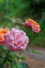A close-up photo of a rose in two colors, orange, and pink