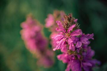 Garden flower