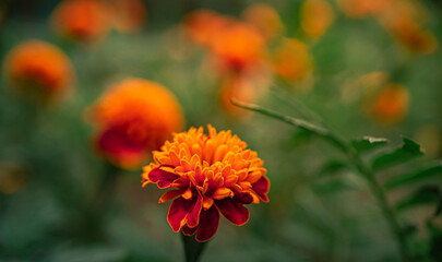 Marigold