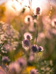 Obraz premium Wild flowers