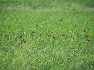Scaly-breasted munia in green farm