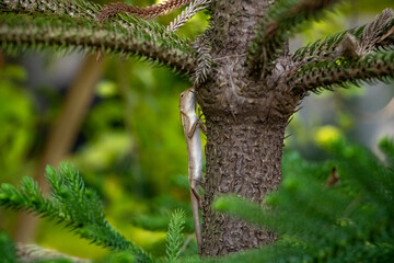Oriental Forest Lizards - Genus Calotes climbing a tree in a forest in Laos
