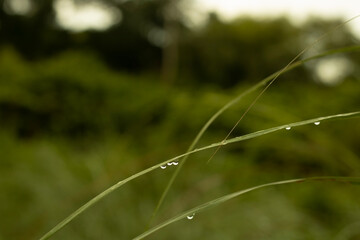 Countryside grassland stock photography
