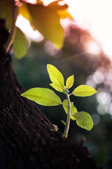 New branch with bright and young leaves on backlit growing on an avocado tree, with the sunlight at...
