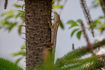 Oriental Forest Lizards - Genus Calotes climbing a tree in a forest in Laos.