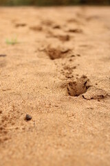 View of sandy River Background with copy space and visible sand texture with tear leg scene