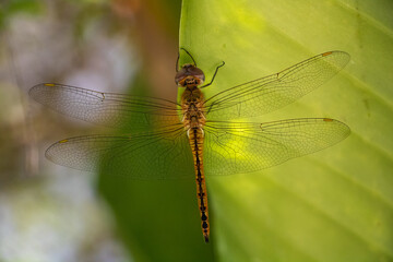 Wandering Glider dragonfly -  Pantala flavescens perched on the underside of a green leaf in a forest in Laos