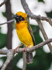 Asian Golden Weaver Yellow Bird