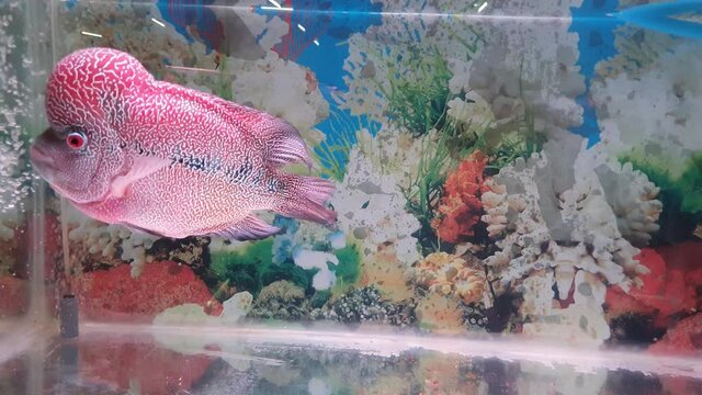 Beautiful louhan exotic pet fish in aquarium, flowerhorn chiclid fish