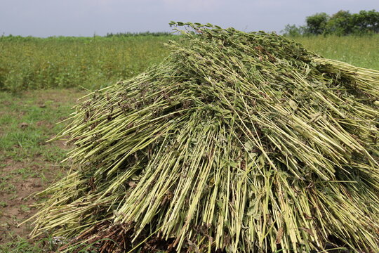 Healthy And Ripe Sesame Farm