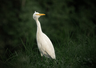 cattle egret