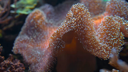 Rich underwater world. Beautiful landscape