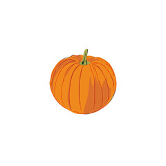 Pumpkin isolated on white background  | Vegetable illustration 