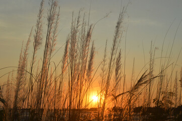 Fototapeta na wymiar Beautiful sunset in front of kans grass which indicate the autumn season