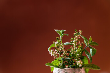Thyme with its white little flowers and peppermint on a brown background with copy space. Selective focus on white little flowers.