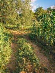 Summer landscape