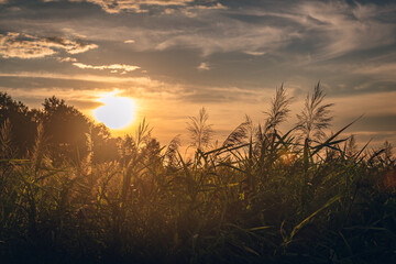 Fototapeta premium Summer landscape