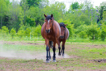 two horses running around the farm