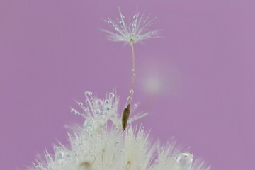 
Dandelion seeds with water drops on a light lilac background. Dandelion seeds texture.Summer season.  
