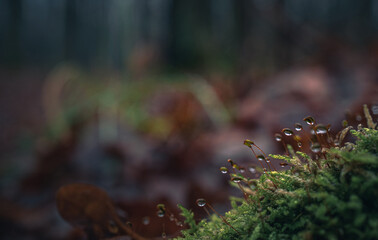Nature beauty