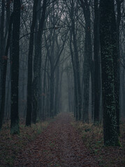 Obraz premium Faded nature in late summer and autumn