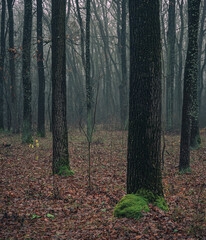 Obraz premium Faded nature in late summer and autumn