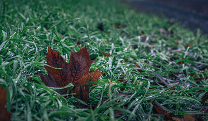 Faded nature in late summer and autumn