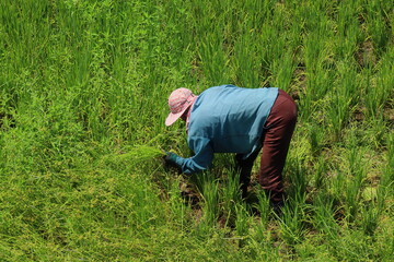 Naklejka na ściany i meble Farmer bends down on the rice field