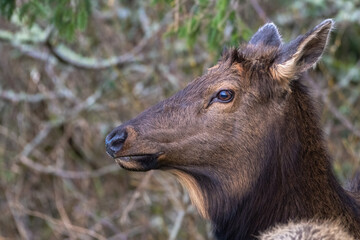 2021-02-24 A CLOSE UP PHOTOGRAPH OF A FEMALE ROOSEVELT ELK IN CANNON BEACH OREGON