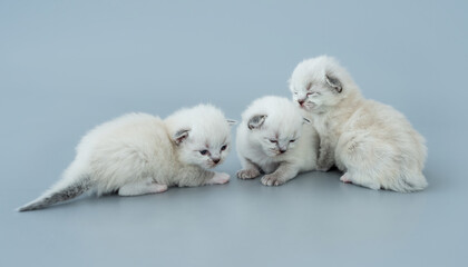 Ragdoll kittens isolated on light blue background