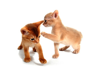 two ginger purebred kittens play on an isolated white background