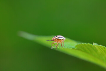 Bedbugs inhabit wild plants in North China