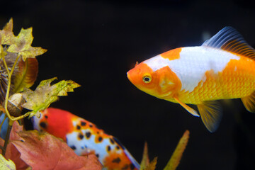 水槽の金魚　大和郡山