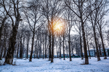 Winter landscape of Naseem bagh, It is also called Kashmir University, Srinagar, kashmir, India