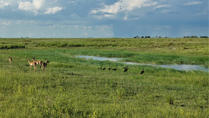 Impala antelopes graze on the lush green grass of the savannah. Birds are sitting by the swamp. Clouds in the blue sky. Botswana. Chobe park