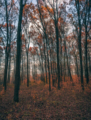 Autumn sunset