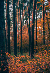 Obraz premium Autumn sunset