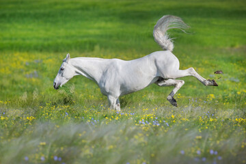 Plakat White arabian stallion free run in stipa flowers meadow