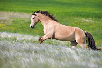 .Buckskin horse free run in stipa and flowers meadow