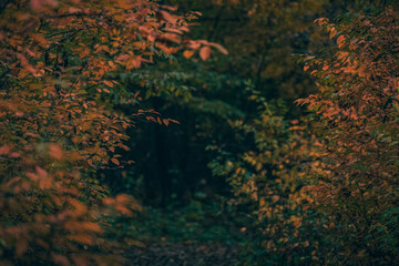 Fototapeta na wymiar Autumn woods