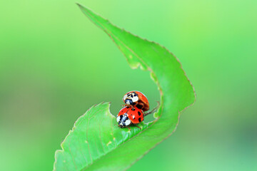Fototapeta premium Two ladybugs mate in nature, North China