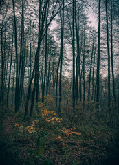 Autumn woods