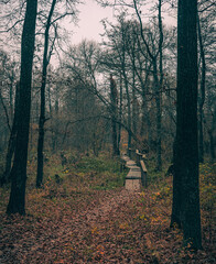 Autumn woods