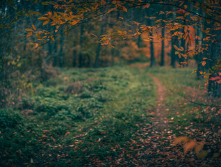 Autumn woods