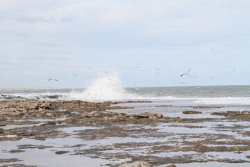 gaviotas mar olas